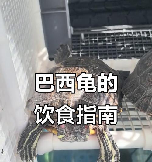 乌龟的饮食乐园（乌龟吃什么食物大全及其营养需求解析）
