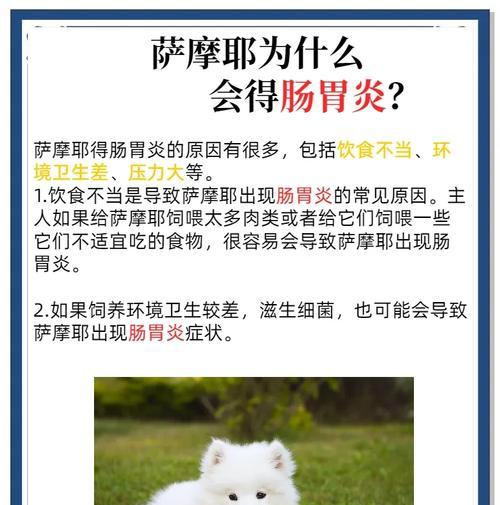 萨摩耶健康饮食全攻略