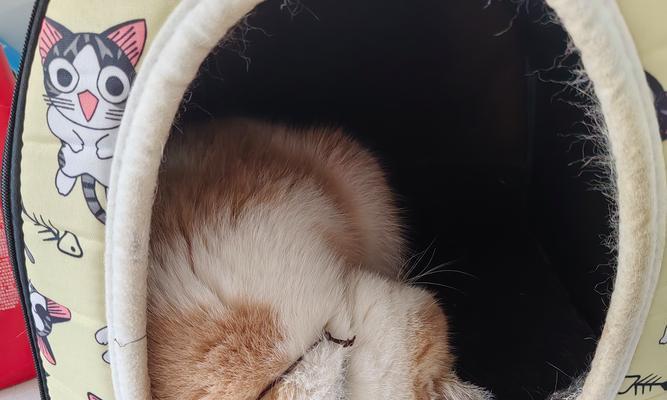如何养一只两个月大的加菲猫
