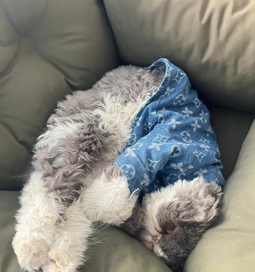 如何养一只两个月大的加菲猫