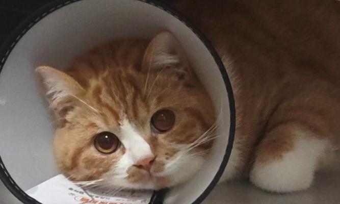 猫咪的自我意识全攻略