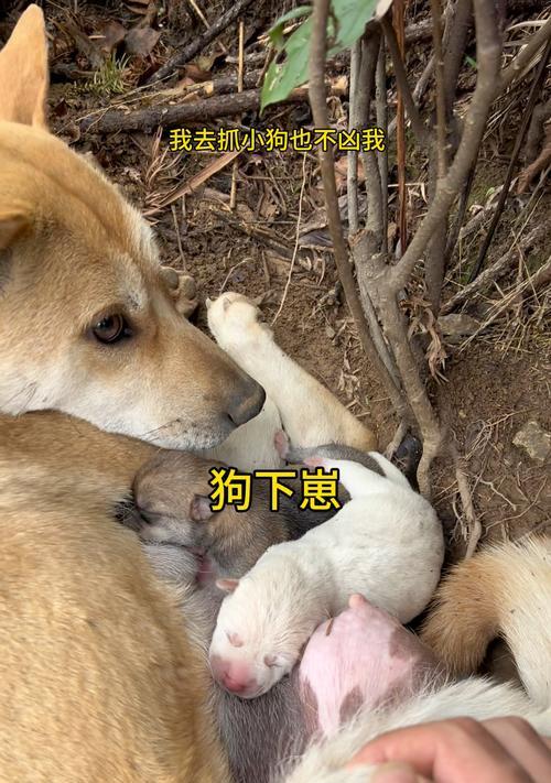 母狗产后恢复时间及注意事项（了解母狗产后恢复时间，保证母狗健康和幼犬成长）