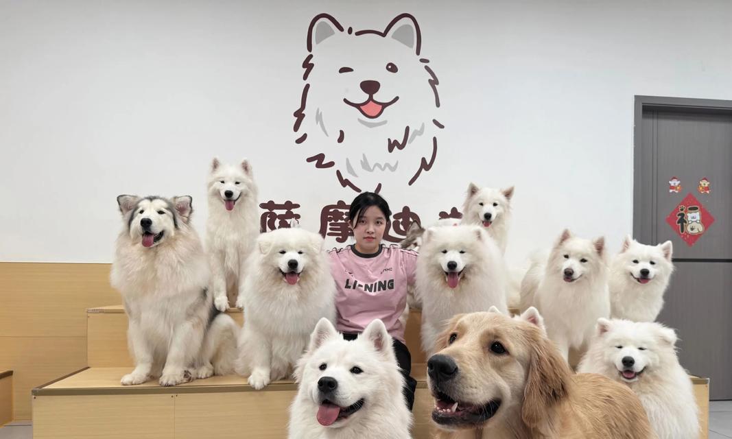 萨摩耶犬的饲养并非适合所有人（了解自身条件，选择适合的宠物伴侣）