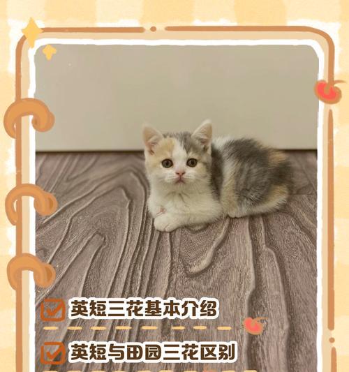 美短三花的最佳配对与喜好（寻找与美短三花最和谐的伴侣猫种）