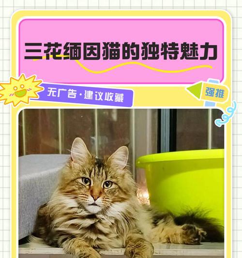 美短三花的最佳配对与喜好（寻找与美短三花最和谐的伴侣猫种）