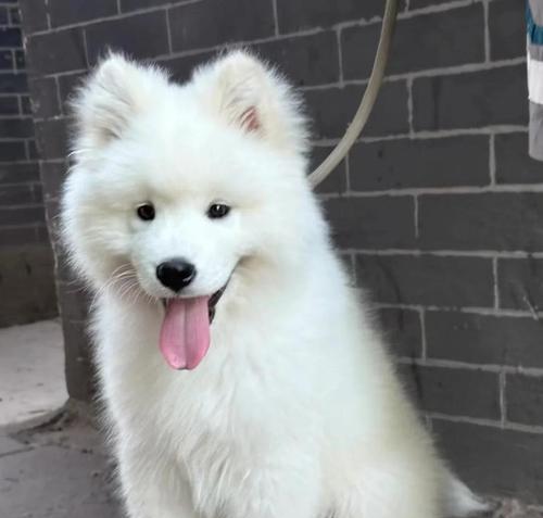 萨摩耶犬的饲养并非适合所有人（了解自身条件，选择适合的宠物伴侣）