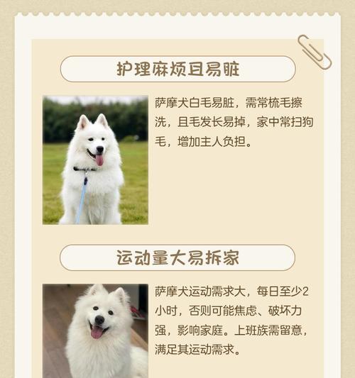 萨摩耶犬的饲养并非适合所有人（了解自身条件，选择适合的宠物伴侣）