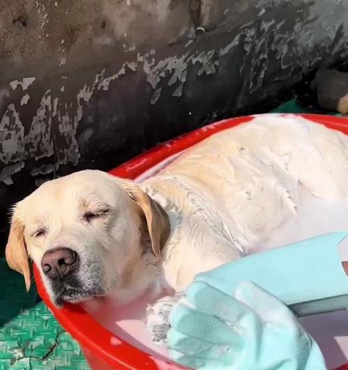 贵宾犬洗澡频率与技巧｜科学护理全攻略