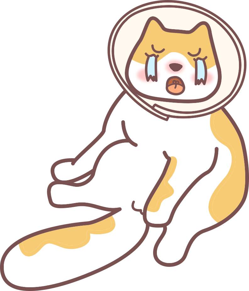 猫咪绝育
