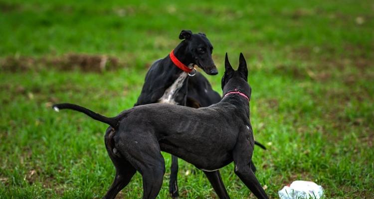 陕西细犬与山东细犬