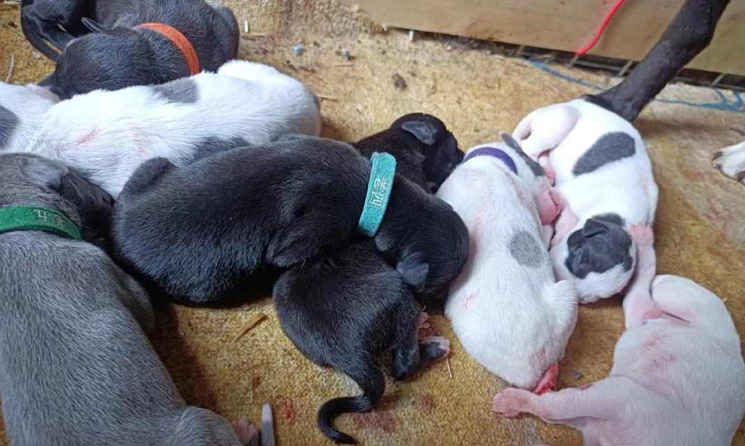 陕西细犬与山东细犬