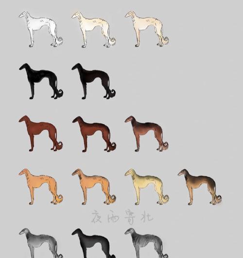 陕西细犬与山东细犬