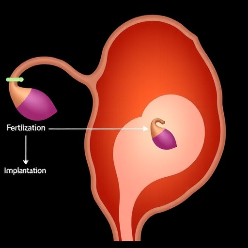 怀孕多久能在子宫里看到？（从受孕到胚胎植入，探究怀孕早期的奇妙过程）