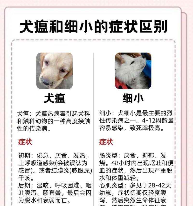 了解细小病（细小病对狗狗的危害与防治措施）