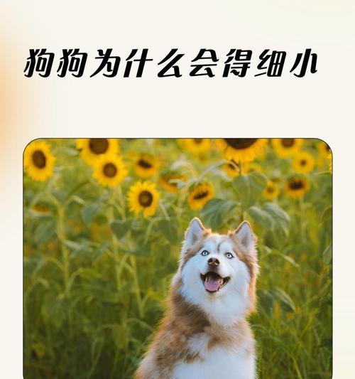 了解细小病（细小病对狗狗的危害与防治措施）