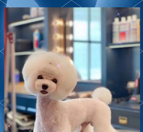 泰迪美容频率（探讨泰迪美容的最佳频率以及关键因素）