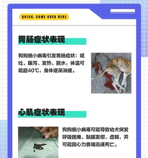 了解细小病（细小病对狗狗的危害与防治措施）