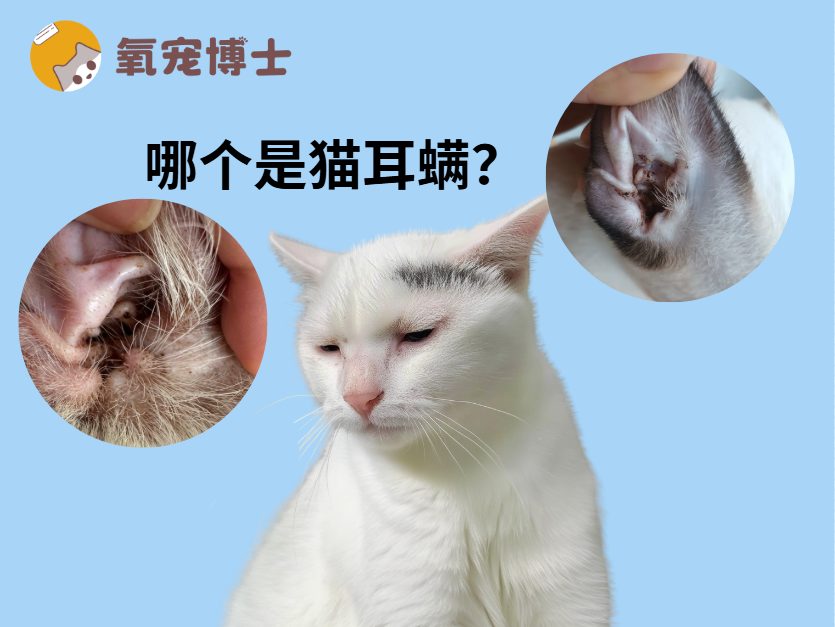 猫咪耳朵里出现黑色分泌物