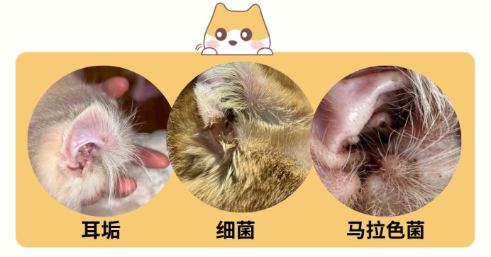 猫咪耳朵里出现黑色分泌物是怎么回事？