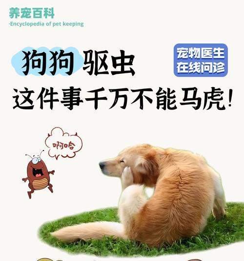 金毛犬驱虫知识大揭秘！（宠物家长必备的金毛体外驱虫技巧与经验分享）