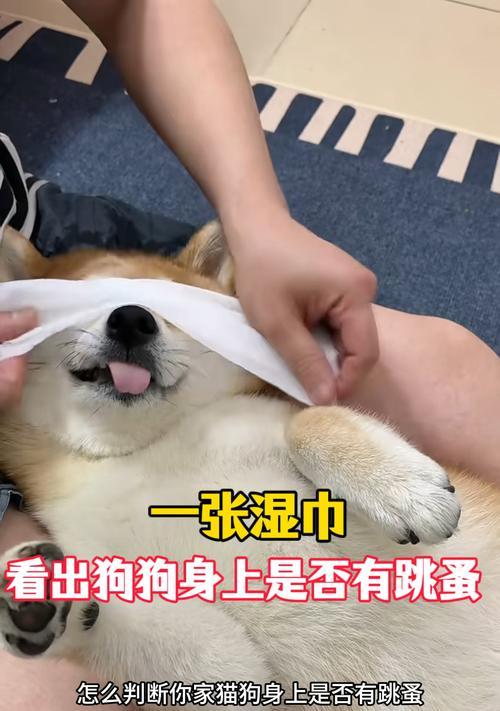 如何判断你的狗是否有跳蚤？（简单方法帮你发现并解决狗身上的跳蚤问题）