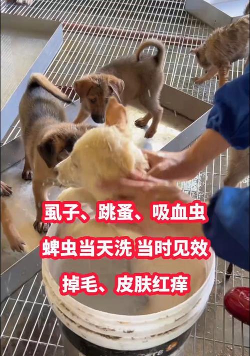 如何判断你的狗是否有跳蚤？（简单方法帮你发现并解决狗身上的跳蚤问题）