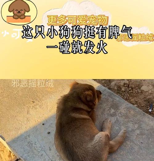 狗的脾气爆发（揭秘狗狗的情绪波动与行为背后的原因）