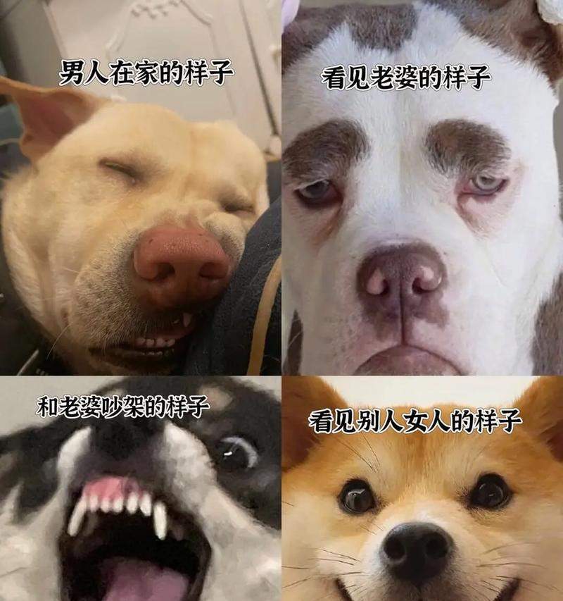 女生为什么会怕狗？（探索女生对狗的恐惧背后的心理原因）