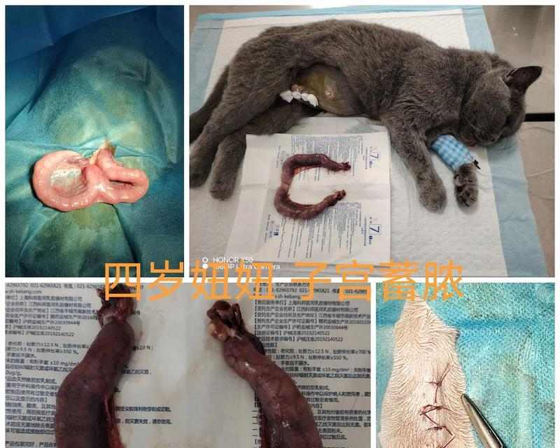 猫的子宫蓄脓（探究猫的子宫蓄脓对其生存的威胁，以及处理这一问题的关键方法）