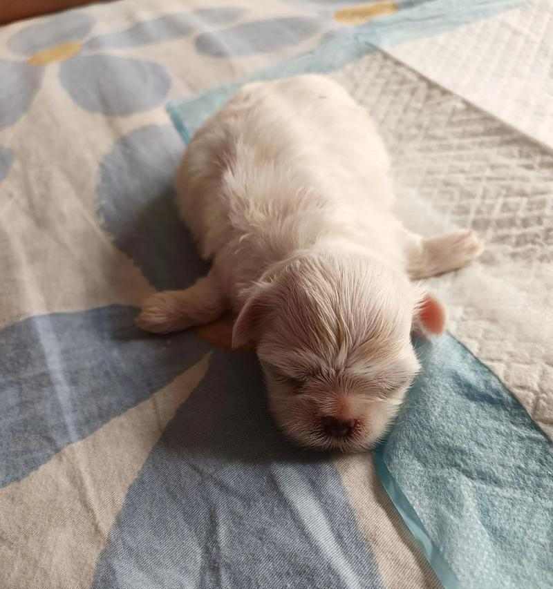 小奶狗的夜间安眠秘诀（如何让小奶狗晚上安心入眠）