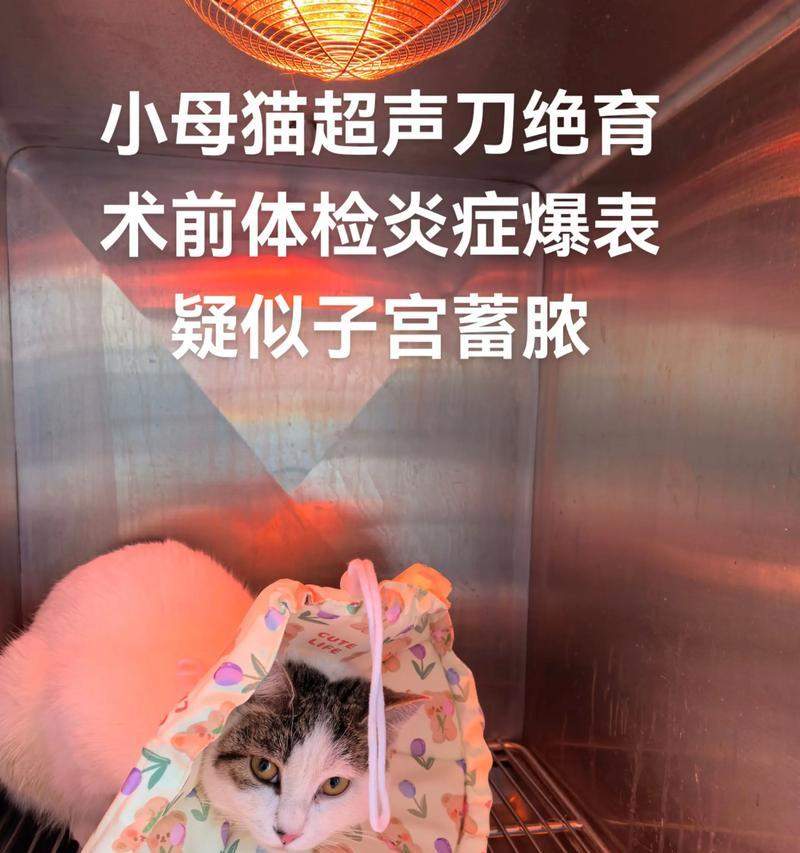 猫的子宫蓄脓（探究猫的子宫蓄脓对其生存的威胁，以及处理这一问题的关键方法）