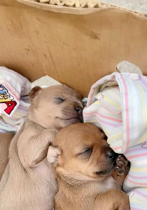 小奶狗的夜间安眠秘诀（如何让小奶狗晚上安心入眠）