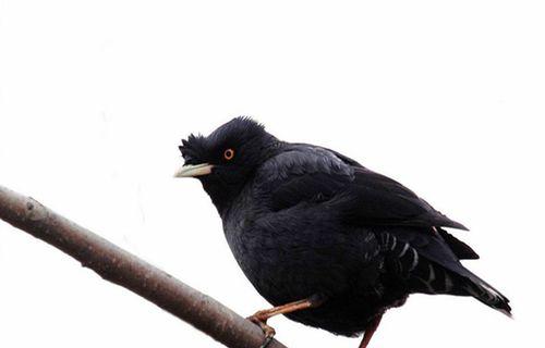 科学喂养鹩哥的关键知识（养鹩哥的注意事项及喂养技巧）