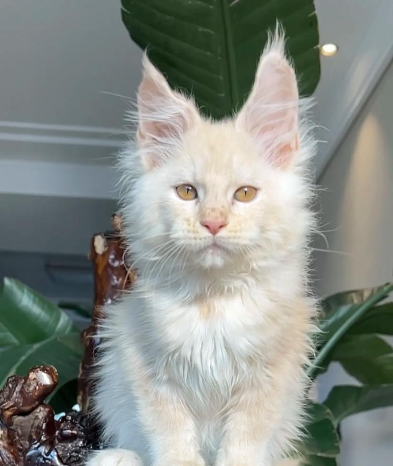 猫的繁殖之谜（探索猫的繁殖模式及遗传规律）