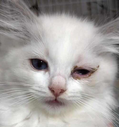 猫鼻子发白没血色，可能存在的健康问题及应对方法（探究猫鼻子发白没血色的原因和治疗方案）