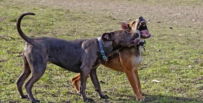 如何科学养护刚满月的惠比特（科学护理——让你的惠比特宠物健康成长）