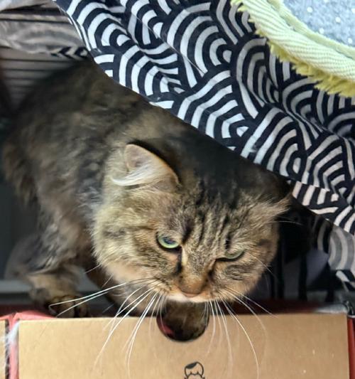 猫鼻子发白没血色，可能存在的健康问题及应对方法（探究猫鼻子发白没血色的原因和治疗方案）