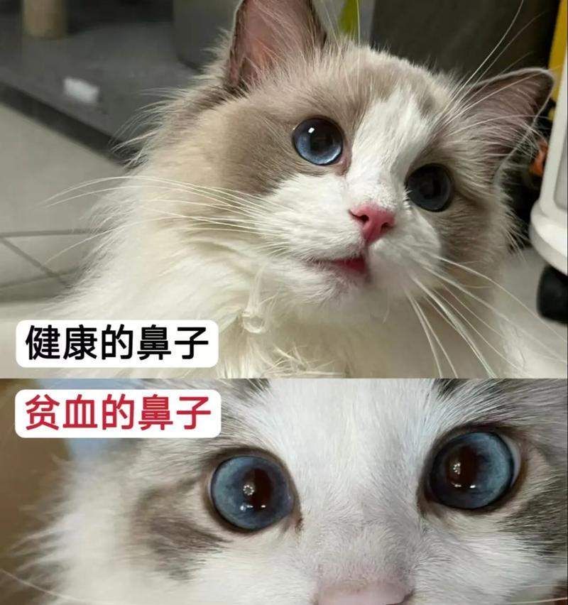 猫鼻子发白没血色，可能存在的健康问题及应对方法（探究猫鼻子发白没血色的原因和治疗方案）