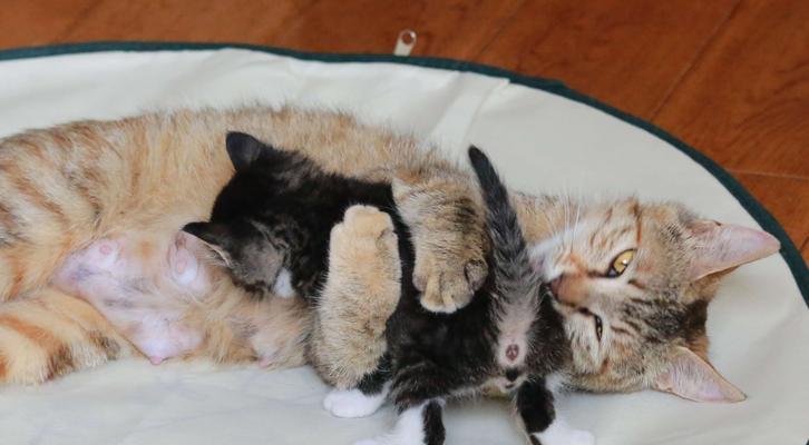 猫的繁殖之谜（探索猫的繁殖模式及遗传规律）