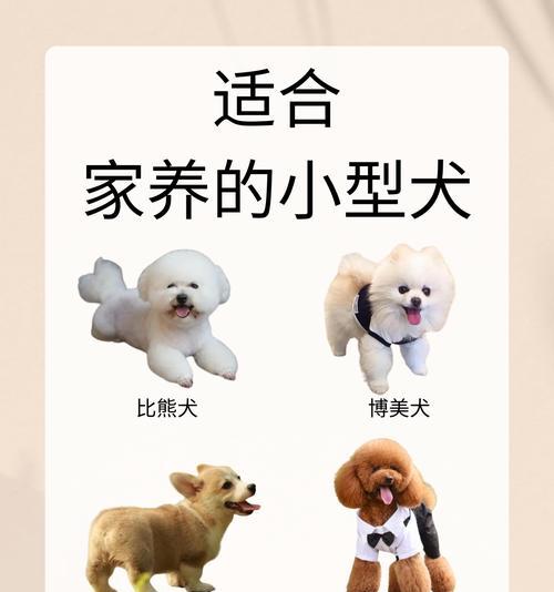 如何科学养护刚满月的惠比特（科学护理——让你的惠比特宠物健康成长）