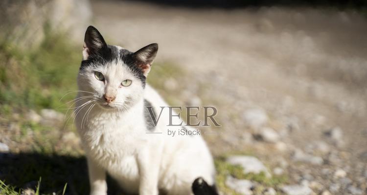 头顶两个黑点的白猫——神秘与独特的存在（探索白猫头顶黑点的秘密，解读其与幸运的关联）