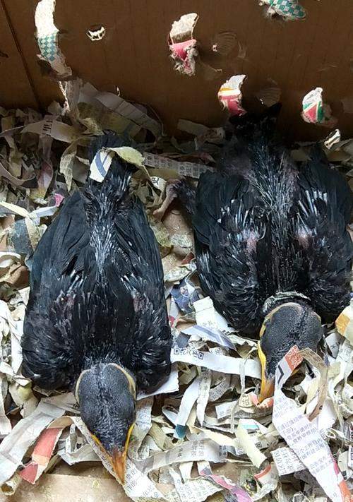 科学喂养鹩哥的关键知识（养鹩哥的注意事项及喂养技巧）