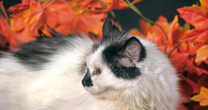 头顶两个黑点的白猫——神秘与独特的存在（探索白猫头顶黑点的秘密，解读其与幸运的关联）