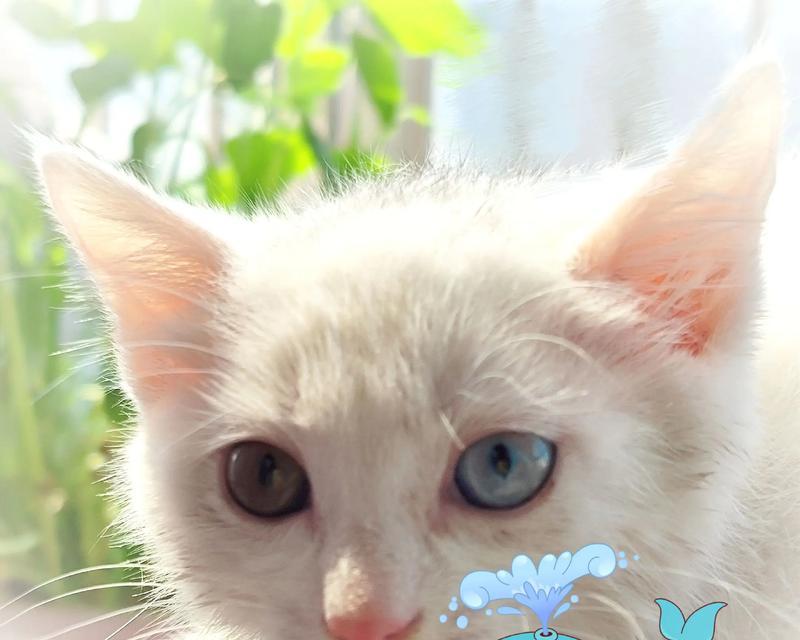 头顶两个黑点的白猫——神秘与独特的存在（探索白猫头顶黑点的秘密，解读其与幸运的关联）