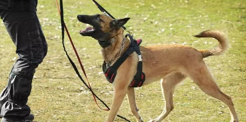 以马犬社会化训练的重要性（培养以马犬的社会适应能力，让它成为理想的家庭伴侣）