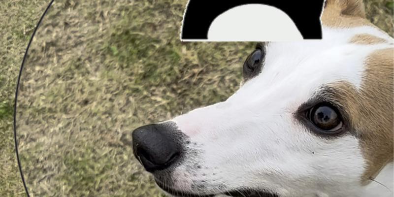 如何科学养护刚满月的惠比特（科学护理——让你的惠比特宠物健康成长）