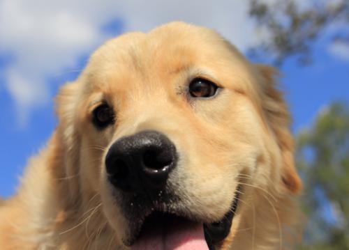 宠物狗人工输精的方法与注意事项（提高繁殖效率的关键技巧与建议）