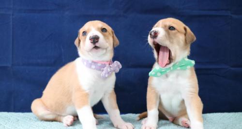 宠物狗人工输精的方法与注意事项（提高繁殖效率的关键技巧与建议）