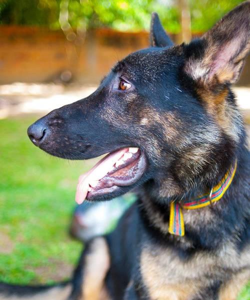 以马犬社会化训练的重要性（培养以马犬的社会适应能力，让它成为理想的家庭伴侣）