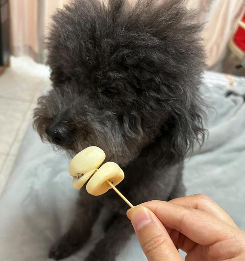 泰迪狗可以吃哪些食物？（探索泰迪狗饮食的世界，了解合适的食物和禁忌）
